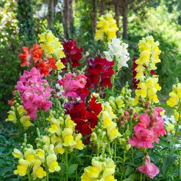 Fleurs - Muflier (Gueule de Loup) Goupil Varié - face recto